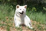 AKITA INU 420